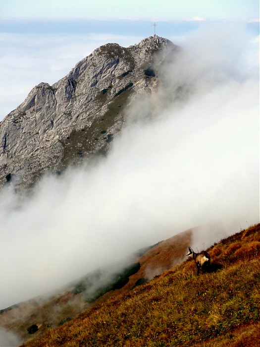 Rycerz i kozica